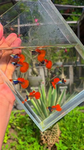 2.9K views · 762 reactions | Nossas linhas com os maiores dumbos do criatório: platinum dumbo red tail, nosso xodó, e o koi platinum dumbo, nossa atual joia exclusiva. | Neto Guppys | Facebook