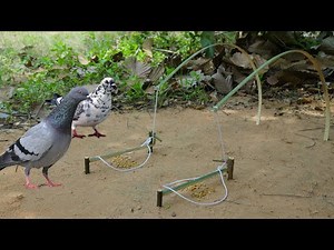 Creative Unique Bird Trap Using Bamboo | Fantastic Easy Bird Trap