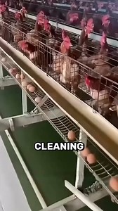 Genius Asian Farm Hack Chickens | Chronos peak