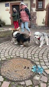 Dogs playing around #Sheltie #Relaxation #Life with a dog #Corgi