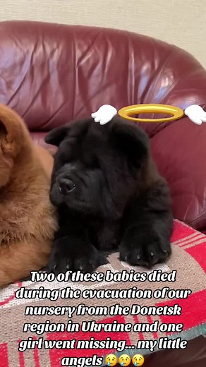 My beautiful teddy bears…. Two of these babies died during the evacuation of our kennel from the Donetsk region in Ukraine and one girl went missing... my little angels 😢😢😢 😢😢😢 #chowchow #chowchowukraine #mylittleangel #teddybearpuppy #nowarinukraine #chowchowworld