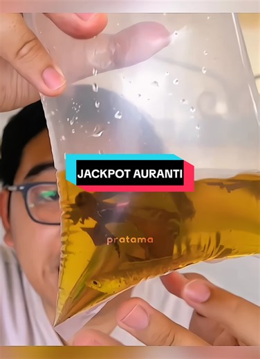 Exploring Channa Auranti: Mystery Box Unboxing