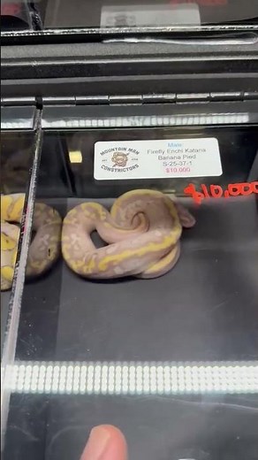 Firefly Enchi Katana Banana Pied Ball Python ⭐️