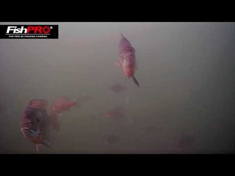See what happened under the water with FishPRO HD1080P fishing camera