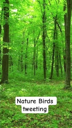 Birds tweeting #nomusic #naturesounds #relaxation