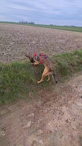 71K views · 1.1K reactions | Un site archéologique peut-être... . . . #foryou #pourtoi #fyp #tiana #fypage #funny #blague #foryourpage #drole #chien #malinois #animaux #foryoupage #viralshort #videoshort #viralvideo #videovirale #chienheureux #chienmignon #mignon #heureux #viralreels #viralpost #reelsvideoシ #videoviralシ | Tiana la malinoise | Facebook