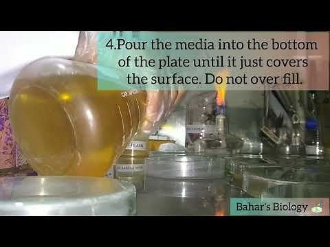 Preparation of culture media|Pouring Step|Chromocult Coliforms Agar(CCA) For Coliform Bacteria.