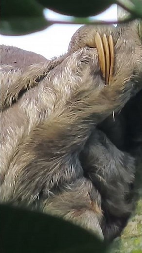 the claws of a large sloth #animals