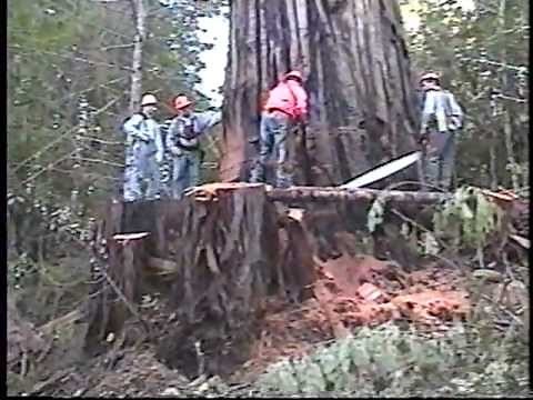 Falling an old growth redwood tree; Humboldt County, CA, 2002
