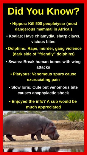 Cute Animals That Can Actually Kill You 🐨☠️