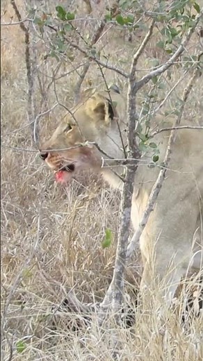 Lioness Dragging Zebra Kill Through the African Bush 🦁 #lioness #wildlife #safari #bigcats #nature