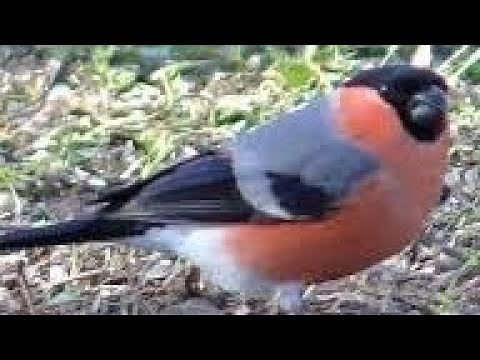 BULLFINCH & NUTHATCH Calling & singing - Pyrrhula pyrrhula Sittidae