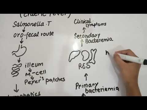Pathophysiology of typhoid fever (PART 2)