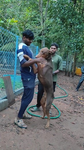 451K views · 10K reactions | கோவக்கார Doberman  #anshikamobile #colachel #dog #doghostel #doglover #fun #pet #share #adoption | Anshika Mobiles | Facebook