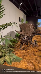 Armored Insectivore? This bronzed #Desmatosuchus, the “link crocodile,” is on display at the Mesalands Dinosaur Museum in Tucumcari, New Mexico. It is a kind of #aetosaur, “eagle lizard,” which were armored herbivores prevalent in the Chinle Formation of Arizona in the Late Triassic, from roughly 230 mya to 210 mya or so, at which point they go extinct :-(. Aetosaurs lived in New Mexico, Texas, and other locales around the world, but Desmatosuchus is out of the southwestern USA. Desmatosuchus re