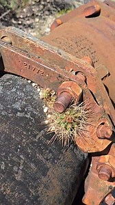 105K views · 6K reactions | Cactus Growing Outta Da Pipe! Echinocereus coccineus doesn't care where it can get it in...but the seam of a cool pipe that keeps a moderated temperature since it's transporting water is as good a place as any... | Crime Pays But Botany Doesn't | Facebook