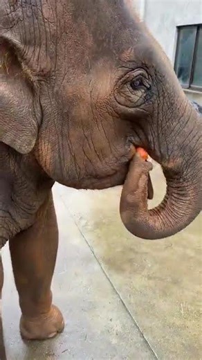 Such a foodie! #elephant #animals