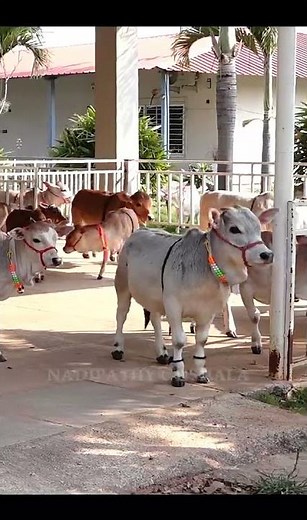 The Secret Life of Cattle @Nadipathy Goshala | #viral #cow #farming #youtube #yt #astrology