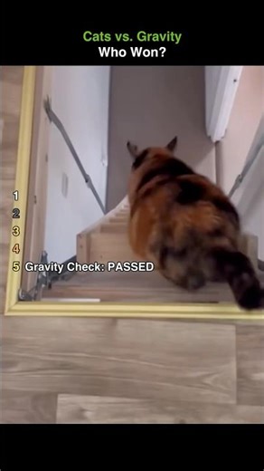 Cat.exe Has Stopped Working (Stair Edition) 💀 #shorts