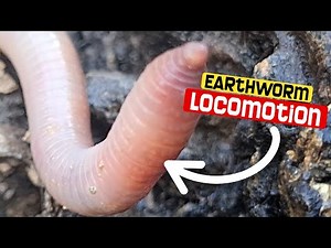 Earthworm Locomotion: A Fascinating Look At How Earthworms Move.