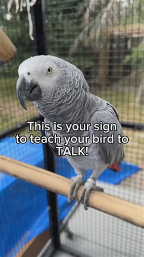 BirdTricks on Instagram: "Teaching a bird to talk is a pretty simple concept, but it can take a long time depending on the bird. For example, my African grey, Cressi, is much harder to train to talk because she tends to be a closet talker, which means she tends to practice her vocabulary when she thinks no one can hear her or see her. This makes it really difficult to capture her talking and put it on cue. When your bird says something you want to hear again, simply click a clicker marking the e