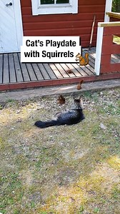 Cat’s Playdate with Squirrels! 🐿️ | Wrestling News