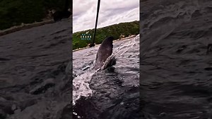 Great white sharks' impressive jaws