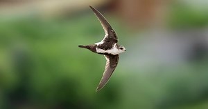 White-throated Swift Similar Species to, All About Birds, Cornell Lab of Ornithology