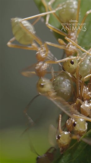 5.1K views · 112 reactions | Who is the best robber in the animal...