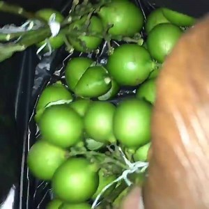 Melicoccus bijugatus, commonly called Spanish lime, genip, guinep, genipe, ginepa, quenepa, quenepe, chenet, canepa, mamon, limoncillo, skinip or mamoncillo, is a fruit that is amazing. What do you call it? | The Jamerican Traveler