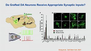 VIDEO: Reconstruction of Neural Circuit by Human Neurons with Su-Chun Zhang - Breaking News in Stem Cells