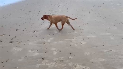🐾🌊 GEORGE & MAJOR… THE BEACH BOYS ARE BACK! 🌊🐾 Ohhh Auntie Gail’s heart can’t take it — look who’s been tearing up the sands again! 🥰 George & Major, our handsome holiday hooligans, had an October to remember at Snowdrop and Primrose Cottages in Winterton-on-Sea 💙 The verdict? 🐶 Fabulous time had by all! 🐾 Zoomies on tap! 🌊 Beach days, sand moustaches, and enough splashing to qualify for the seal Olympics! 🦭 These two did it all — racing the waves, digging up half of Norfolk, flirting 