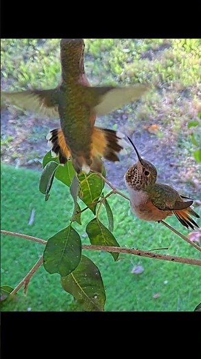 Excited Hummingbird Welcomes a Visitor! ❤️