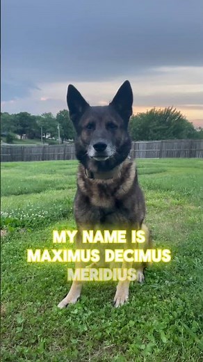 My name is Jeff! #mynameisjeff #memeshorts #memes #funny #doglover