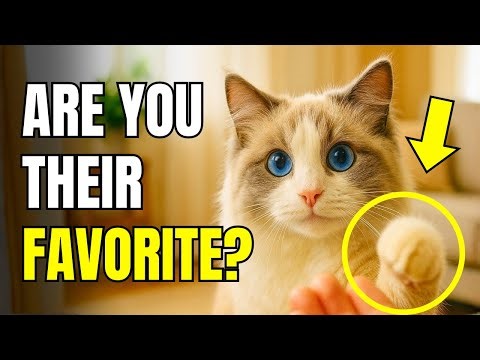10 LOVELY Things Cats ONLY Do for Their Favorite Human | Cat Behavior Explained