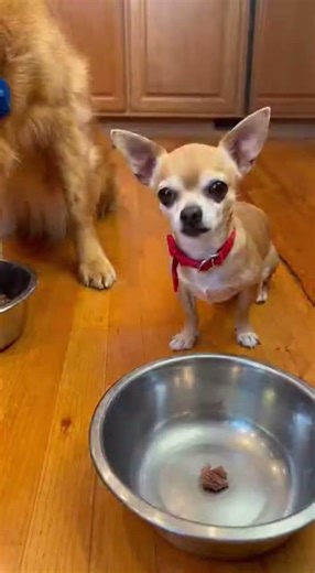 Why do I get so little meat? 😭 #funnydogs #funny #FunnyPets #dogs #cute #trending #trendingshorts