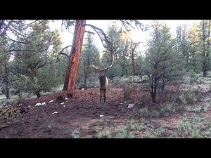 Big Busted Bull Elk Screaming in to 6 Steps; "Big Busted" Teaser from Roe Hunting Resources