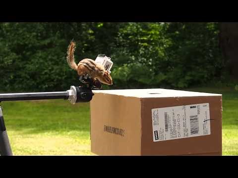 A better chipmunk trap