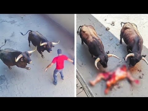 When Animals Go On A Rampage And Got Caught On Camera!