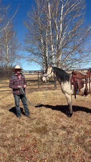 Teaching Your Horse to Respect Your Space