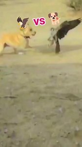 1.7K views | Aggressive Eagle attack the dog #everyonehighlights #reelstrending #amazingvideo #wildanimals #animalvideo #attack | 罗纳尔多 皮拉戈 | Facebook