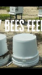 *Live* Feeding the Honey Bees Sugar Syrup Sunday 16 Nov 25