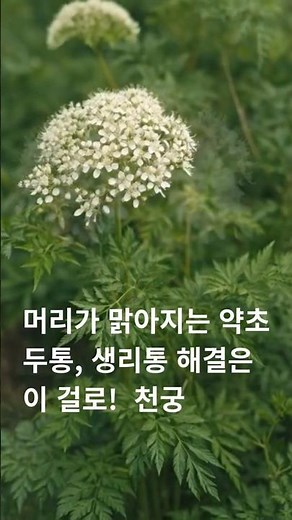 머리가 맑아지는 약초의 정체 두통, 생리통 해결은 이 걸로! 천궁 #천궁 #한방 #약초 #수험생 #혈액순환#생리통 #두통 #통증완화 #여성건강 #집중력