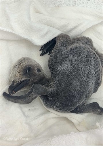 ドキッとした👽🥝？ #アドベンチャーワールド #キングペンギン #ペンギン #関西 #和歌山 | penguins