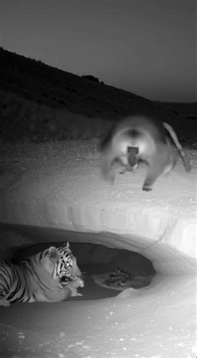 Tiger vs Baboon: The Fight for a Rabbit Mother in the Wild