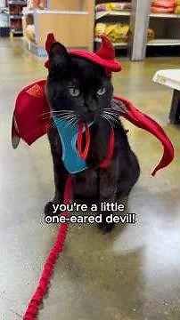 Uno picks out a Halloween costume at PetSmart 😻 w/ @thekatcurtis #halloween #catperson #cat #funny