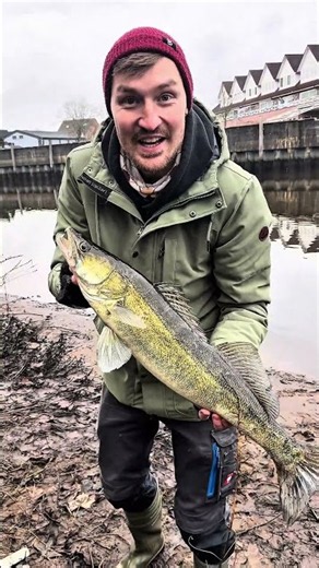 What do you catch zander with? #fishing #zanderfishing #zanderfishing