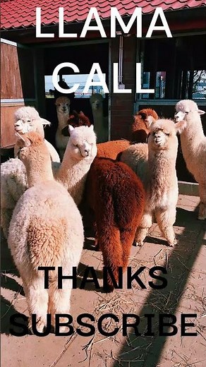 LLAMA CALLS #calls #llamas #llama #animals #sound #youtubeshorts