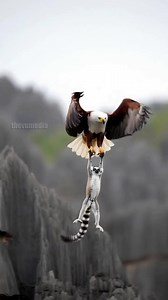 Madagascar Fish Eagle Saves Infant From Falling To Its Death! #wildlife #animals #rescue | Daily Vu