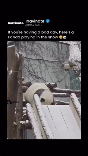 Inavinate on Instagram: "Panda paradise on ice! This chubby giant panda turns its snowy enclosure into a playground, belly-sliding down a ramp again and again with unstoppable joy. Each tumble and roll feels like pure happiness — a reminder that even nature’s most iconic creatures love to play. Native to China’s bamboo forests, pandas often roll in snow to cool off, stretch, and exercise, turning the cold into a source of fun and enrichment. This video is for educational purposes only. DM for cr